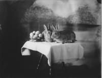Rabbits and eggs in a studio photograph