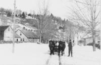 Oxen pulling sled down winter road in Townshend, Vt.