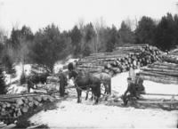 Men logging with Horse Team, Newfane, Vt.