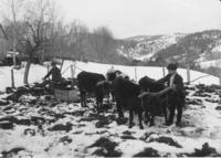 Halladay boys with oxen, Williamsville, Vt.