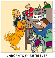 Laboratory Retriever