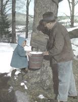 Where does sap come from?  Miss Florence Jones of Waitsfield and her Papa
