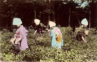 Four women picking plants