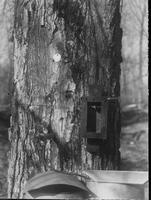 Tapping a sugar maple