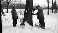 Workers tapping trees in the sugar bush