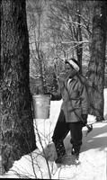 Worker collecting maple sap