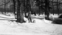 Working collection buckets in the sugar bush