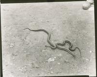 Camp Abnaki - Snakes