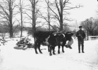 Edward Pratt and his Oxen with logs, in the snow, Dover, Vt.