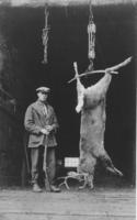 Irving Williams with hanging deer he shot, Williamsville, Vt.