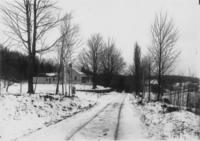 The Poplars in Winter, Marlboro, Vt.