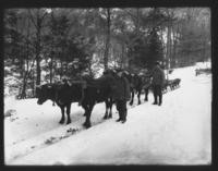 Cheney's Oxen in winter, Newfane, Vt.