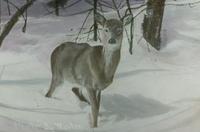 Deer on Mount Mansfield