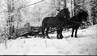 Horses pulling sleigh of maple sap collection supplies