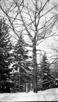 Close up of tree with tipping bucket, in snow