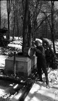 Worker collecting maple sap