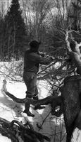 Worker chopping felled tree in the sugar bush