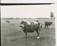 Farms - Livestock